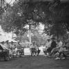 The "gossip tree" in 1937.